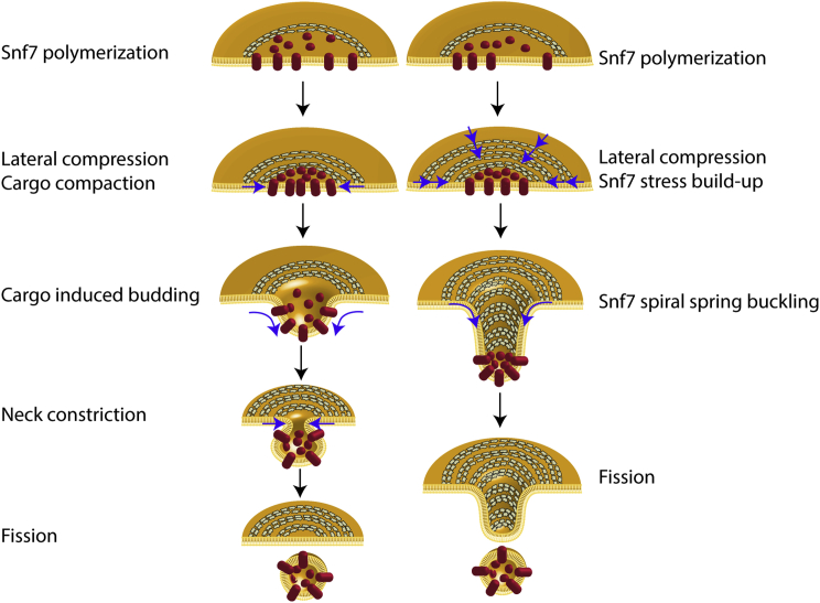 Figure 7