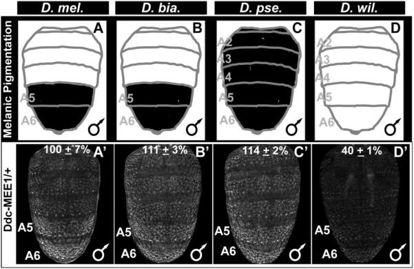 Fig. 10.