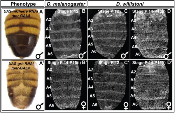 Fig. 8.