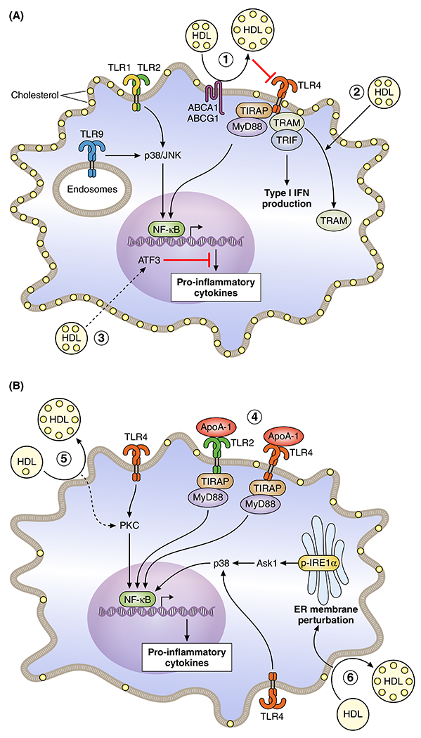 Figure 1 –