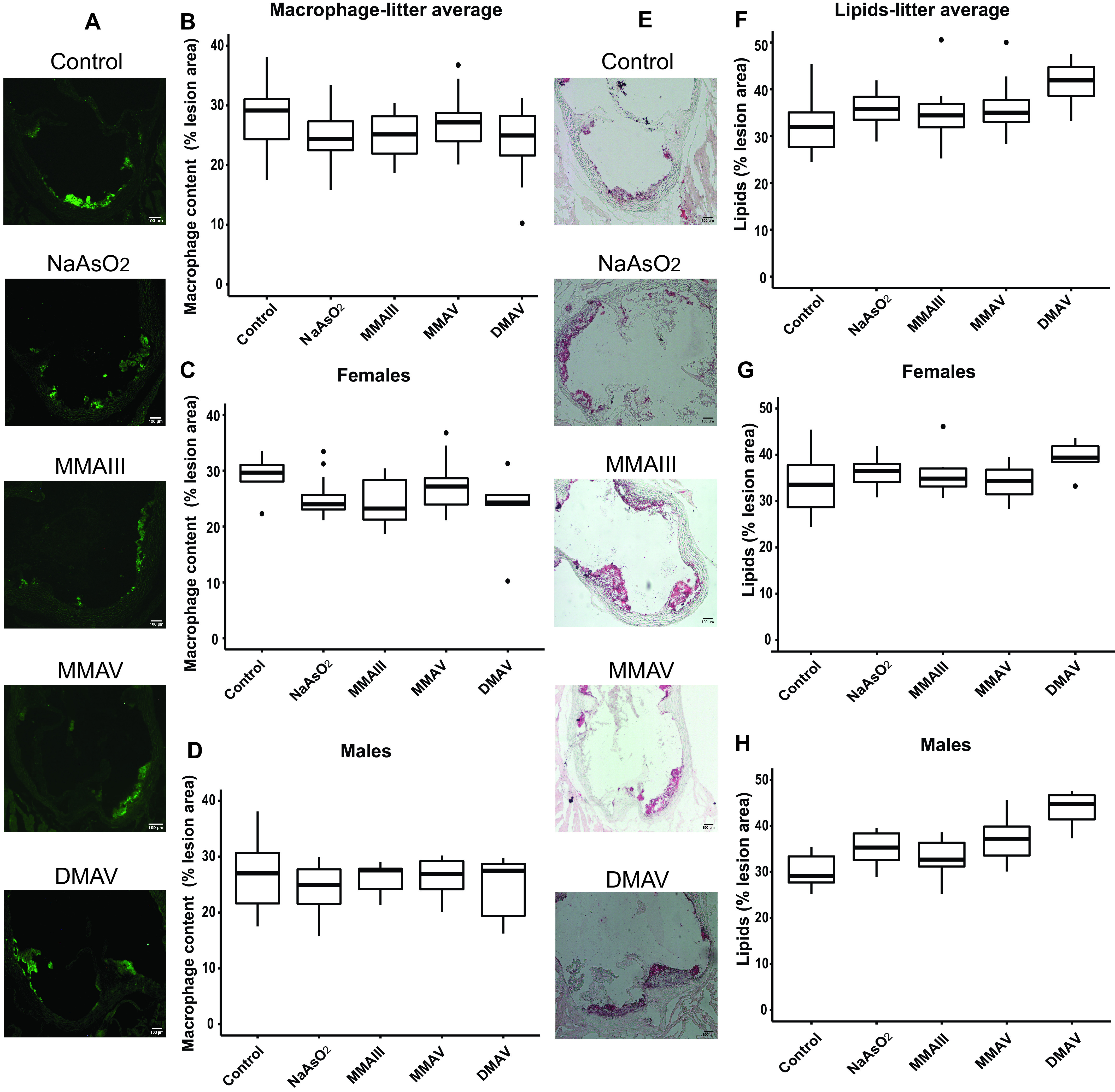 Figure 3A is a set of five MOMA-2 stained cells titled control, sodium arsenite, monomethylarsonous acid, monomethylarsonic acid, and disodium methyl arsonate hexahydrate, depicting aortic sinus harvested from apolipoprotein E knockout mice exposed to 200 parts per billion arsenicals or maintained on tap water from conception to weaning and macrophage content in them, with a 100-micrometer scale bar. Figures 3B to 3D are box plots titled macrophage-litter average, females, and males plotting macrophage content (percentage lesion area), ranging from 0 to 40 in increments of 10 (y-axis) across control, sodium arsenite, monomethylarsonous acid, monomethylarsonic acid, and disodium methyl arsonate hexahydrate (x-axis), respectively. Figure 3E is a set of five oil red O stained cells titled control, sodium arsenite, monomethylarsonous acid, monomethylarsonic acid, and disodium methyl arsonate hexahydrate, depicting aortic sinuses from apolipoprotein E knockout mice exposed to 200 parts per billion arsenicals or maintained on tap water from conception to weaning and lipid content in the aortic sinus, with a 100-micrometer scale bar. Figure 3F to 3H are box plots titled lipids-litter average, females, and males plotting lipids (percentage of lesion area), ranging from 0 to 50 in increments of 10 (y-axis) across control, sodium arsenite, monomethylarsonous acid, monomethylarsonic acid, and disodium methyl arsonate hexahydrate (x-axis), respectively.