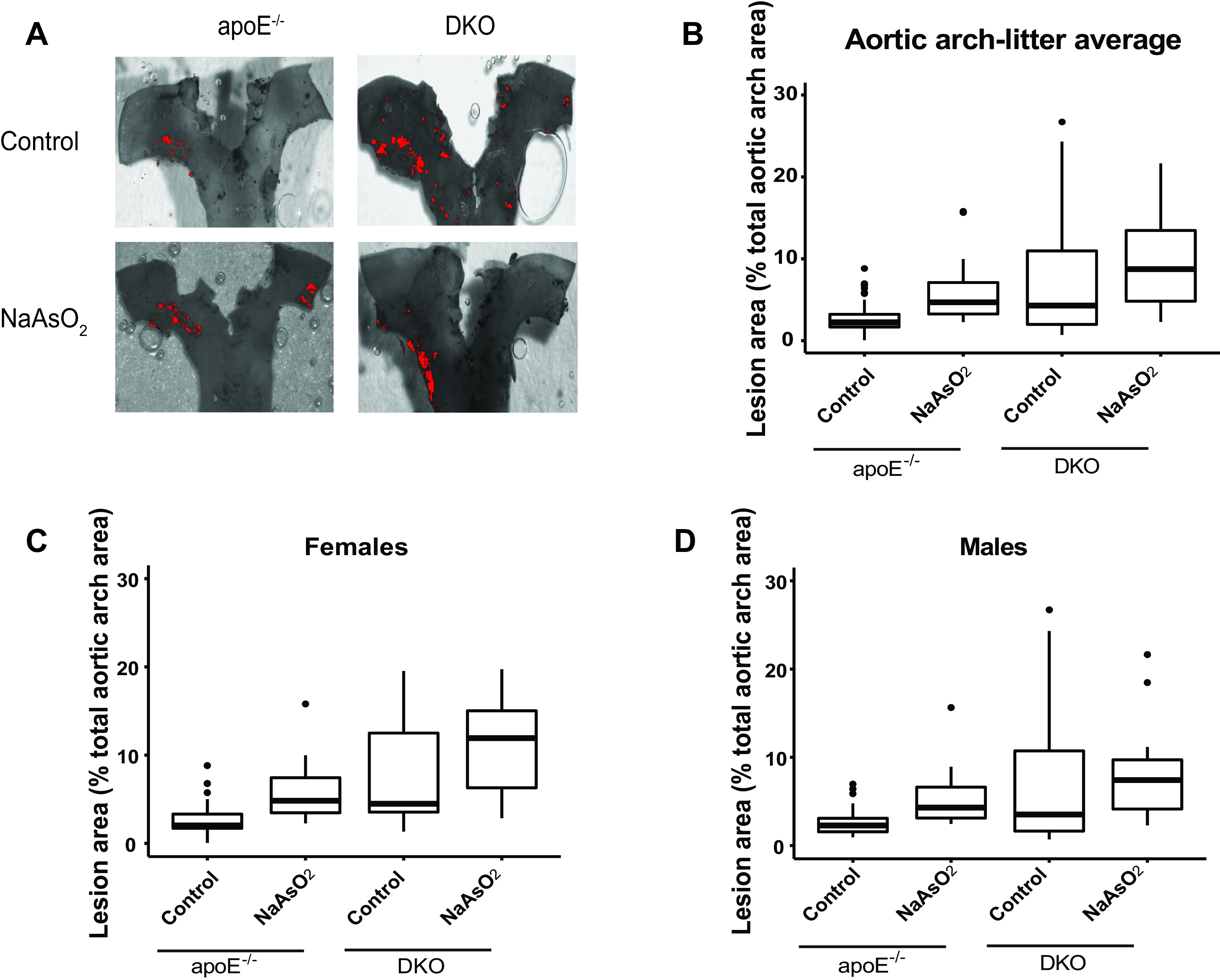 Figure 5A is a matrix plotting apolipoprotein E knockout and apolipoprotein E and arsenic 3 methyltransferase double knockout (columns) across control and Sodium arsenite (rows). Figures 5B to 5D are box plots titled aortic arch-litter average, females, and males plotting Lesion area (percentage of total aortic arch area), ranging from 0 to 30 in increments of 10 (y-axis) across apolipoprotein E and arsenic 3 methyltransferase each for control and Sodium arsenite (x-axis), respectively.