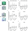 Figure 6A is two sets of two oil red O stained cells titled apolipoprotein E knockout and double knockout each for control and sodium arsenite, depicting the percentage of the lesion area of the aortic sinus in adult mice, with a 100-micrometer scale bar. Figure 6B to 6D are box plots titled Aortic sinus-litter average, Females, and Males plotting Lesion area (percentage total aortic sinus area), ranging from 0 to 40 in increments of 10 (y-axis) across apolipoprotein E and arsenic 3 methyltransferase each for control and sodium arsenite (x-axis), respectively. Figure 6E to 6G are box plots titled Aortic sinus-litter average, Females, and Males plotting Plaque area (millimeter squared), ranging from 0 to 0.6 in increments of 0.2 (y-axis) across apolipoprotein E and arsenic 3 methyltransferase each for control and sodium arsenite (x-axis), respectively.