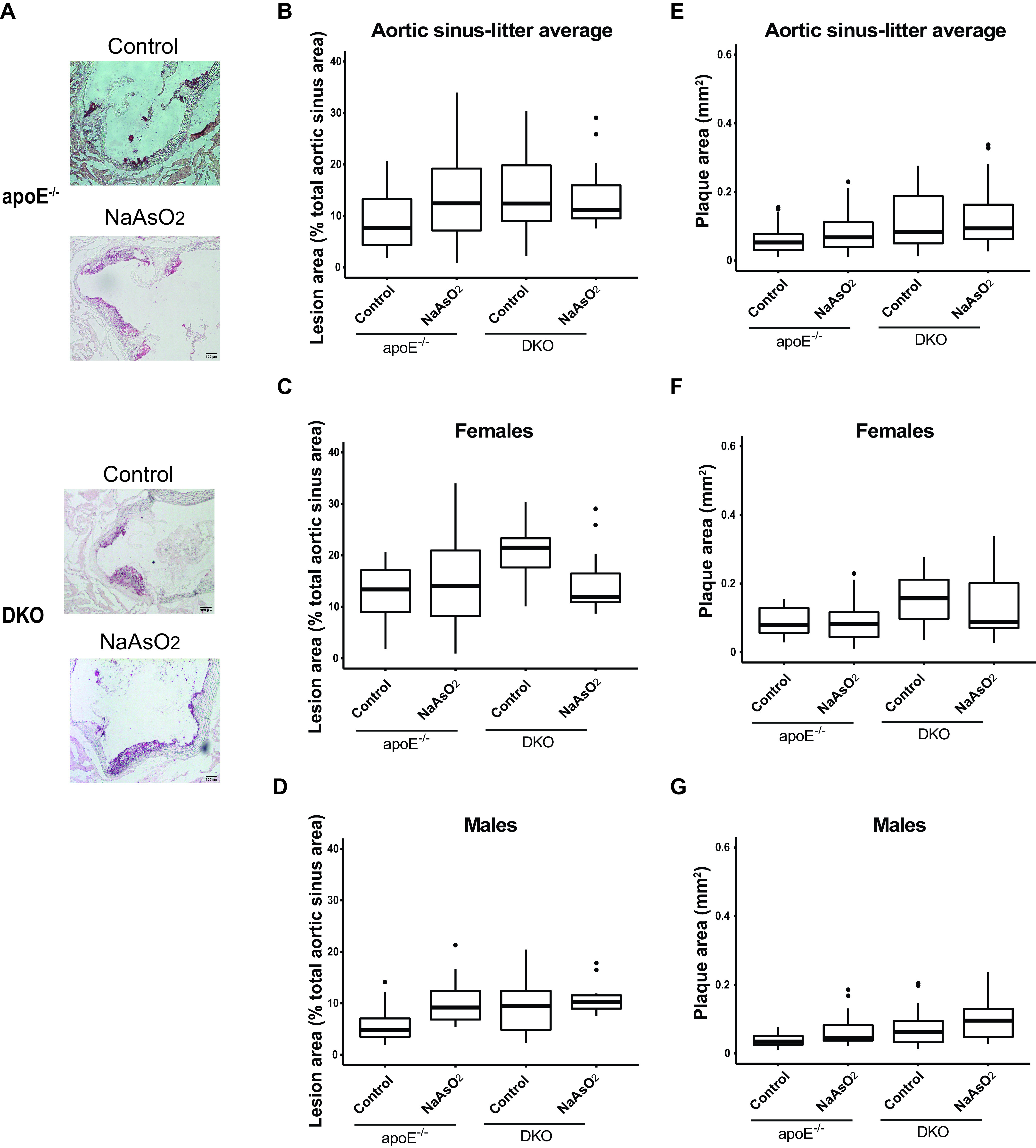 Figure 6A is two sets of two oil red O stained cells titled apolipoprotein E knockout and double knockout each for control and sodium arsenite, depicting the percentage of the lesion area of the aortic sinus in adult mice, with a 100-micrometer scale bar. Figure 6B to 6D are box plots titled Aortic sinus-litter average, Females, and Males plotting Lesion area (percentage total aortic sinus area), ranging from 0 to 40 in increments of 10 (y-axis) across apolipoprotein E and arsenic 3 methyltransferase each for control and sodium arsenite (x-axis), respectively. Figure 6E to 6G are box plots titled Aortic sinus-litter average, Females, and Males plotting Plaque area (millimeter squared), ranging from 0 to 0.6 in increments of 0.2 (y-axis) across apolipoprotein E and arsenic 3 methyltransferase each for control and sodium arsenite (x-axis), respectively.