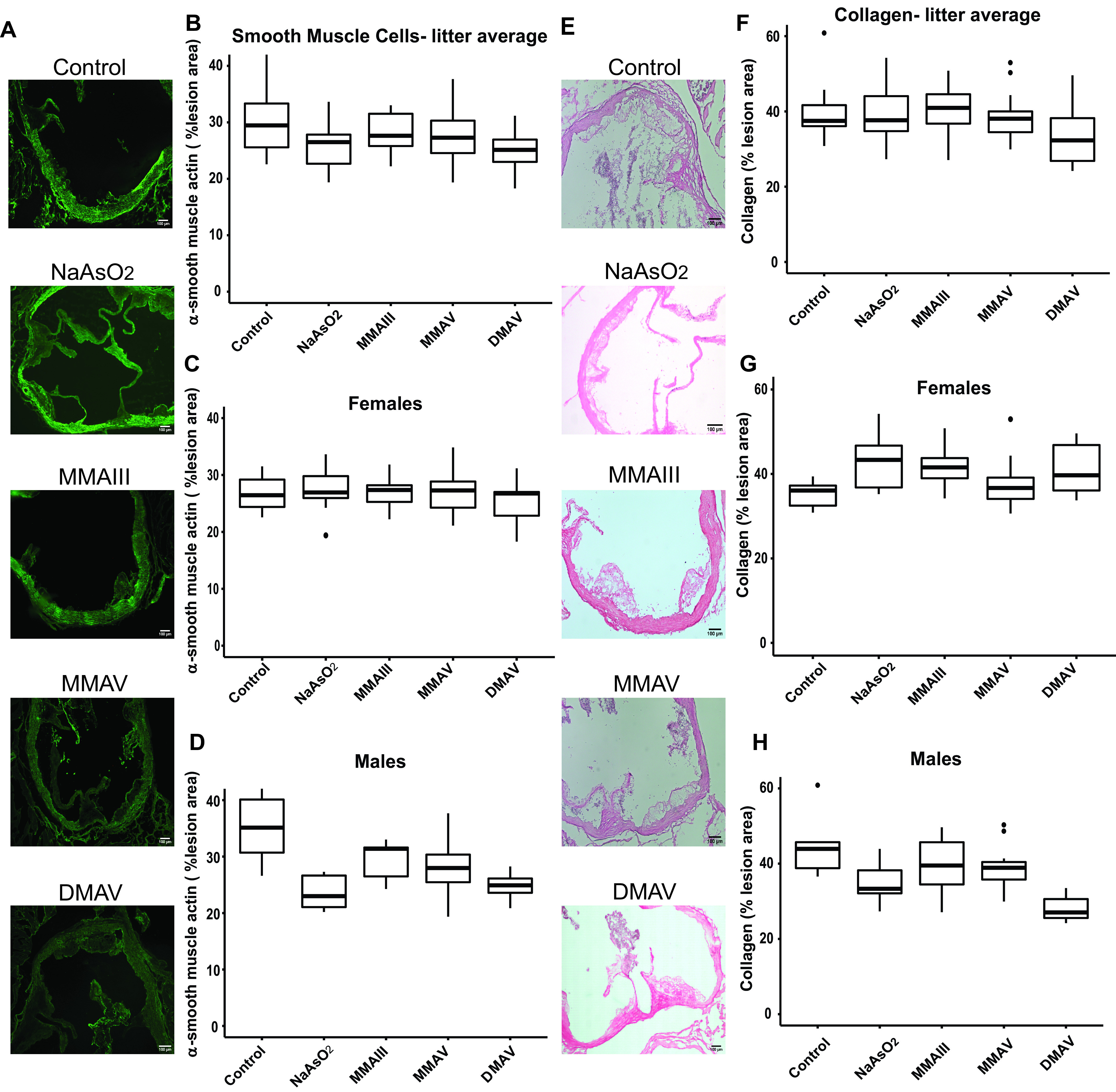 disodium methyl arsonate hexahydrate Figure 4A is a set of five alpha smooth muscle actin stained cells titled control, sodium arsenite, monomethylarsonous acid, monomethylarsonic acid, and disodium methyl arsonate hexahydrate, depicting apolipoprotein E knockout mice exposed to 200 parts per billion arsenicals or maintained on tap water from conception to weaning where smooth muscle cell were evaluated in the aortic sinus relative to the total lesion area using lowercase alpha smooth muscle actin, with a 100-micrometer scale bar. Figures 4B to 4C are box plots titled smooth muscle cells-litter average, females, and males plotting lowercase alpha smooth muscle actin (percentage lesion area), ranging from 0 to 40 in increments of 10 (y-axis) across control, sodium arsenite, monomethylarsonous acid, monomethylarsonic acid, and disodium methyl arsonate hexahydrate (x-axis), respectively. Figure 4E is a set of five picrosirius red-stained cells titled control, sodium arsenite, monomethylarsonous acid, monomethylarsonic acid, and disodium methyl arsonate hexahydrate, depicting apolipoprotein E knockout mice exposed to 200 parts per billion arsenicals or maintained on tap water from conception to weaning where collagen content was evaluated in the aortic sinus relative to the total lesion area using lowercase picrosirius red stain, with a 100-micrometer scale bar. Figures 4F to 4H are box plots titled collagen-litter average, females, and males plotting collagen (percentage lesion area), ranging from 0 to 60 in increments of 20 (y-axis) across control, sodium arsenite, monomethylarsonous acid, monomethylarsonic acid, and disodium methyl arsonate hexahydrate (x-axis), respectively.