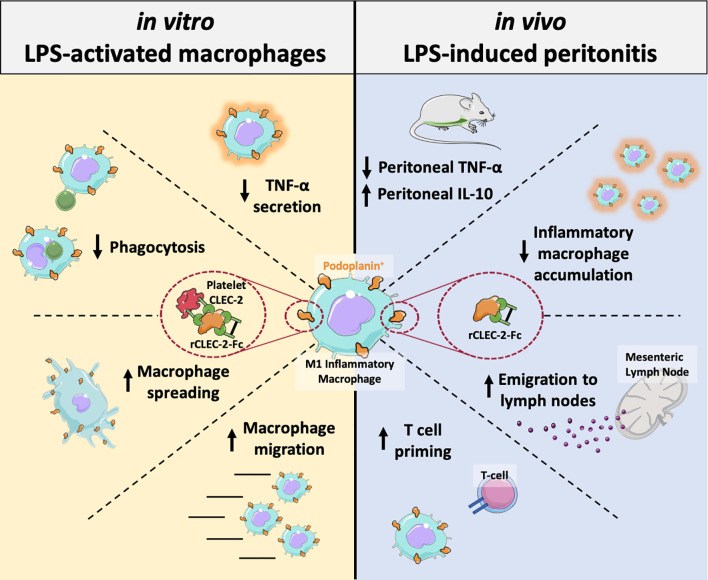 Graphical Abstract