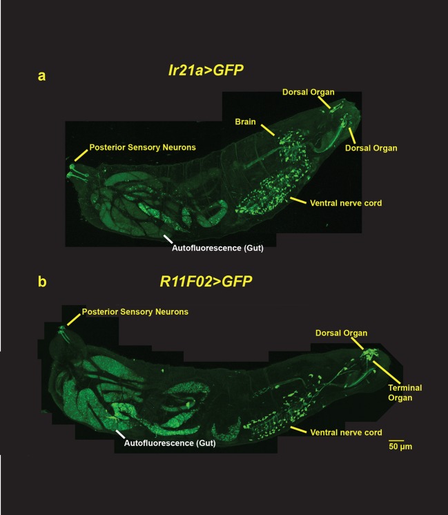 Figure 1—figure supplement 1.