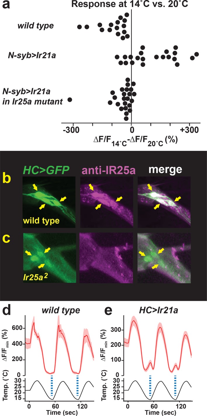 Figure 5—figure supplement 1.