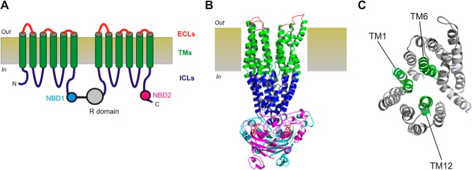 FIGURE 1.