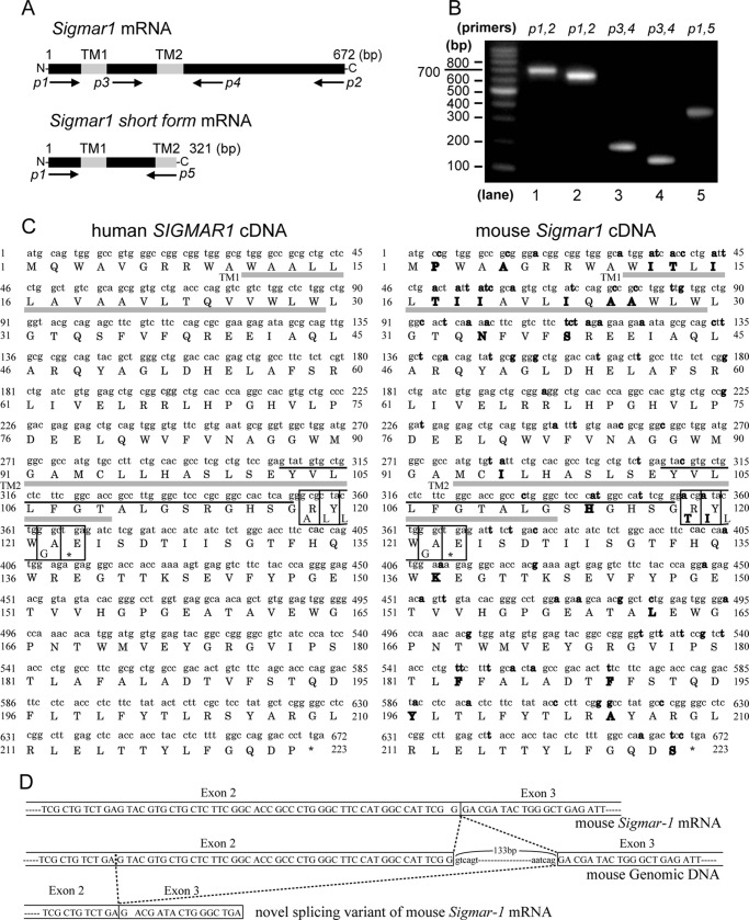 FIGURE 1.