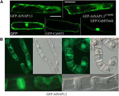 Figure 2.