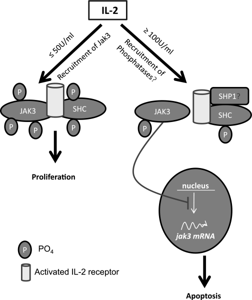 Fig. 11.