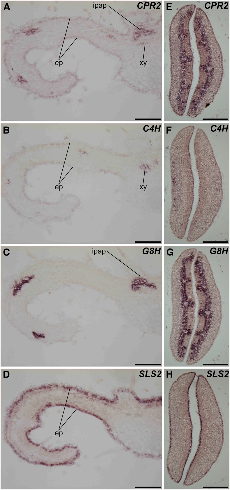 Figure 7.