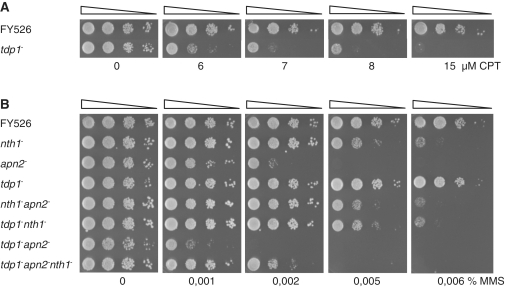 Figure 4.