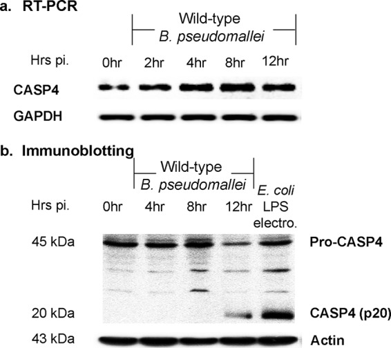 FIG 1