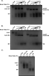 Figure 2—figure supplement 2.