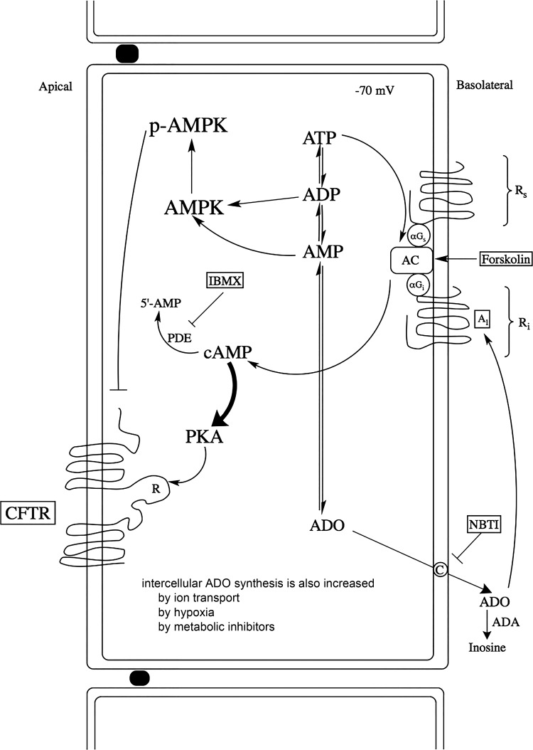 Fig. 7.