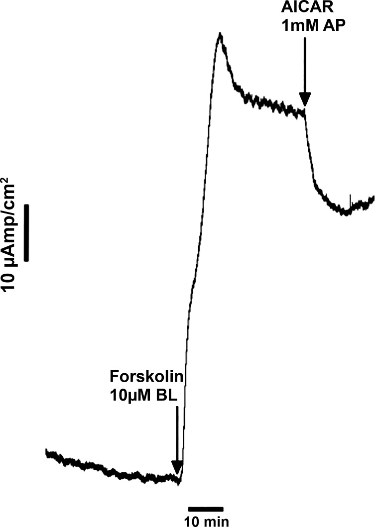 Fig. 6.