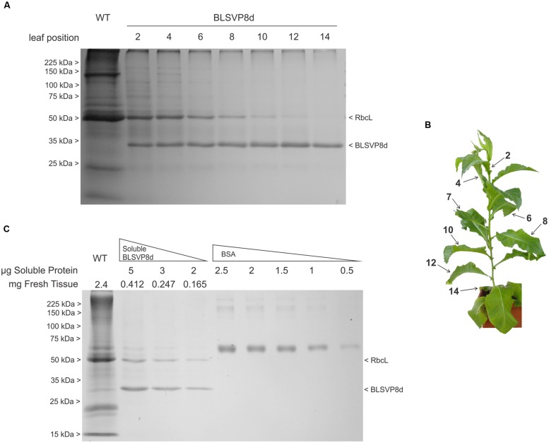 FIGURE 3