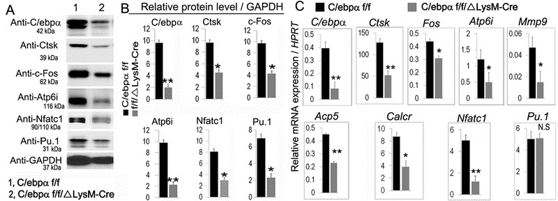 Figure 5: