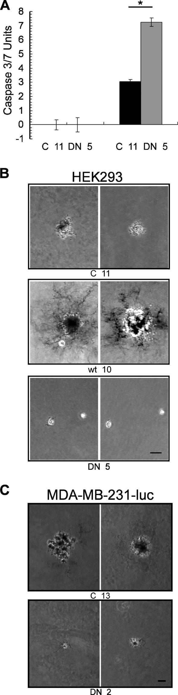 FIG. 8.