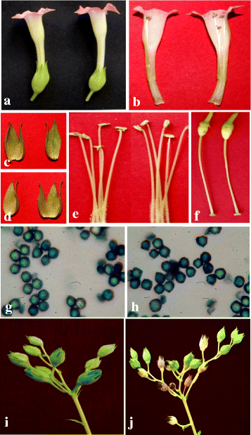 Fig. 9
