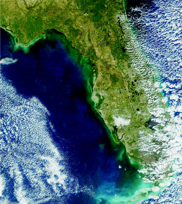 A rising tide. Nitrogen fertilizer runoff contributes to the formation of algal blooms such as this red tide bloom, which extended more than 100 miles along Florida’s Gulf coastline in 2001. Such blooms kill thousands of fish and threaten human health.