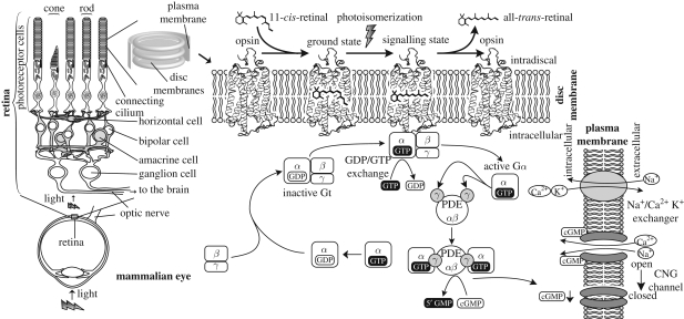 Figure 1.