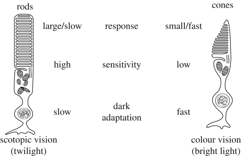 Figure 7.