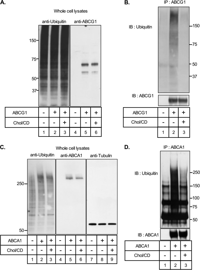 FIGURE 10.