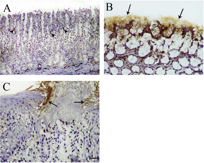 Figure 4