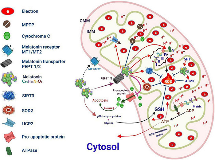 FIGURE 6