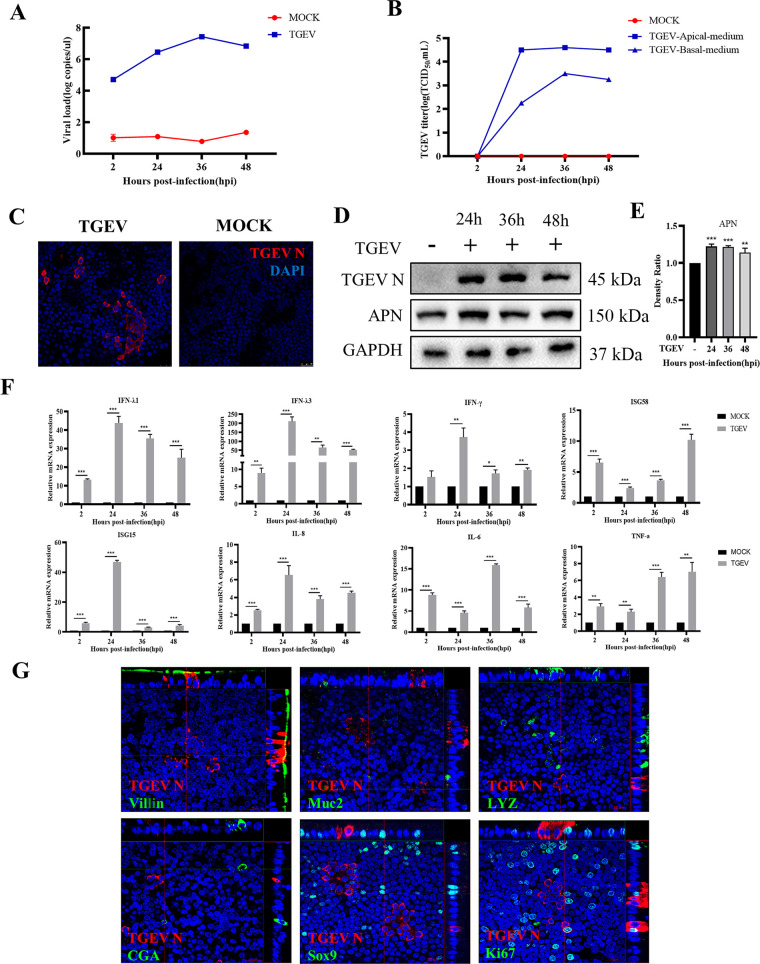 FIG 2