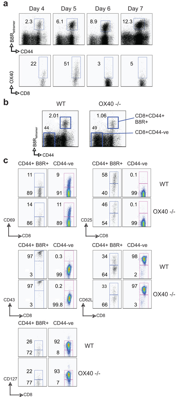 OX40 Drives Protective Vaccinia Virus-Specific CD8 T cells - PMC