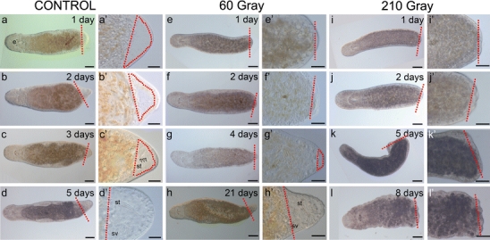 Fig. 6