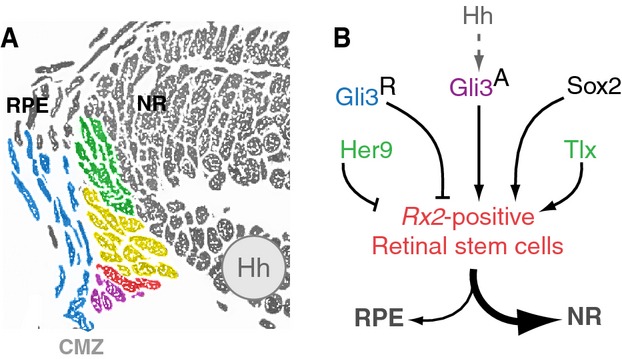 Figure 9