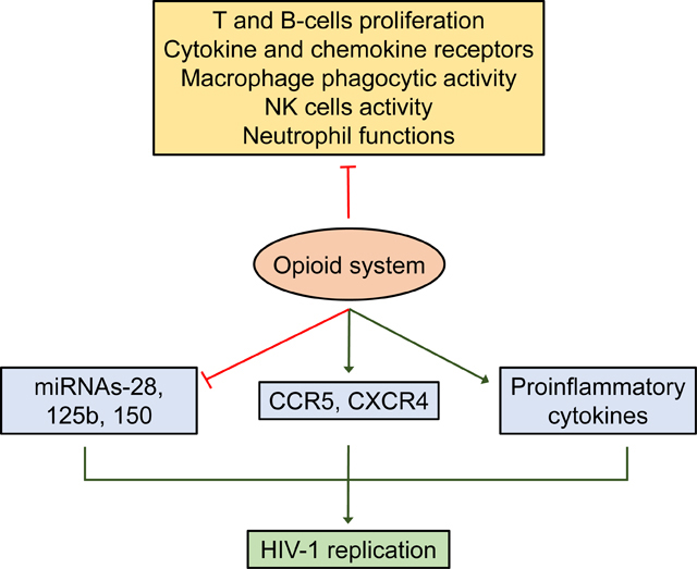 graphic file with name nihms-1635929-f0001.jpg