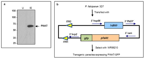 Extended Data Figure 6