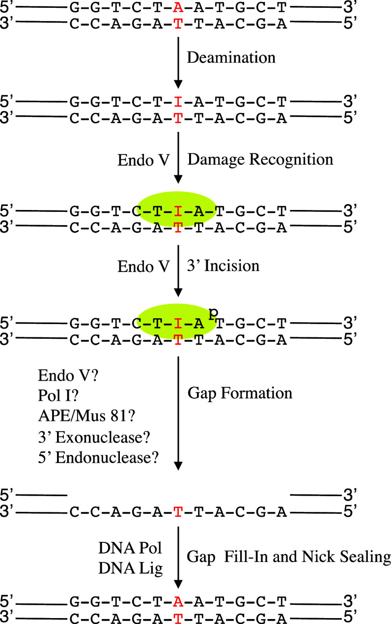 Fig. 7