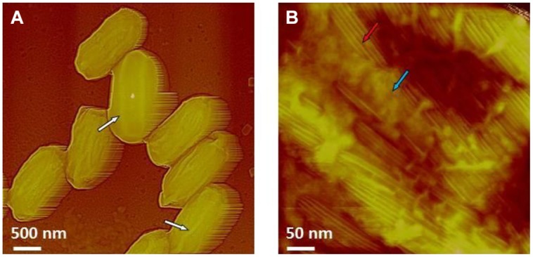 FIGURE 14