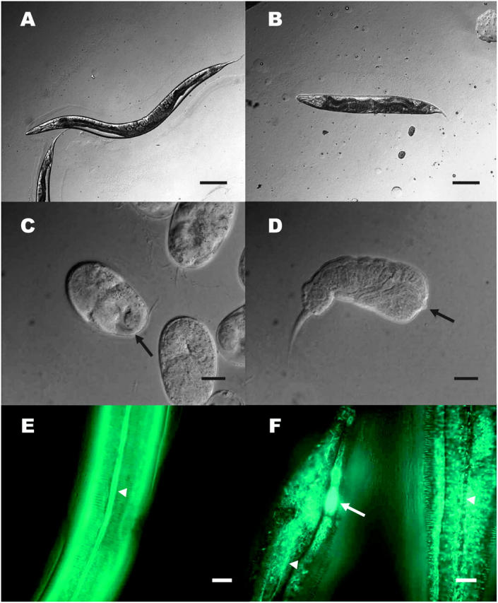 Figure 1.—