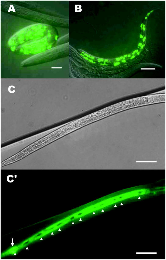 Figure 4.—