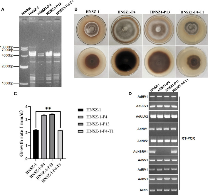 Figure 7