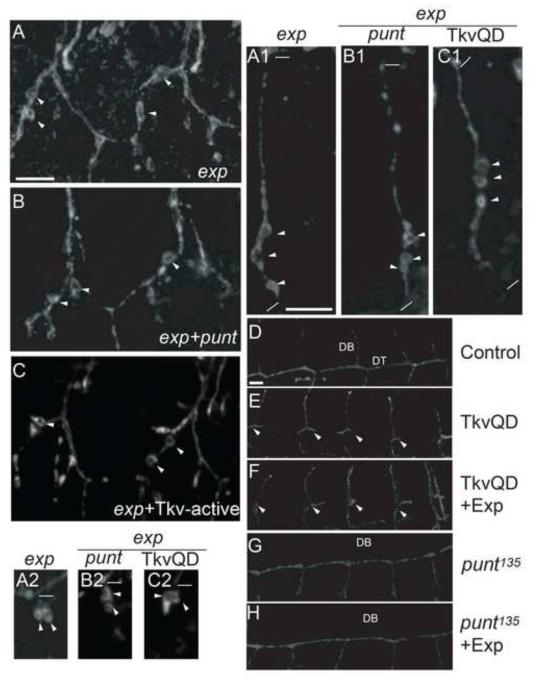 Fig. 10