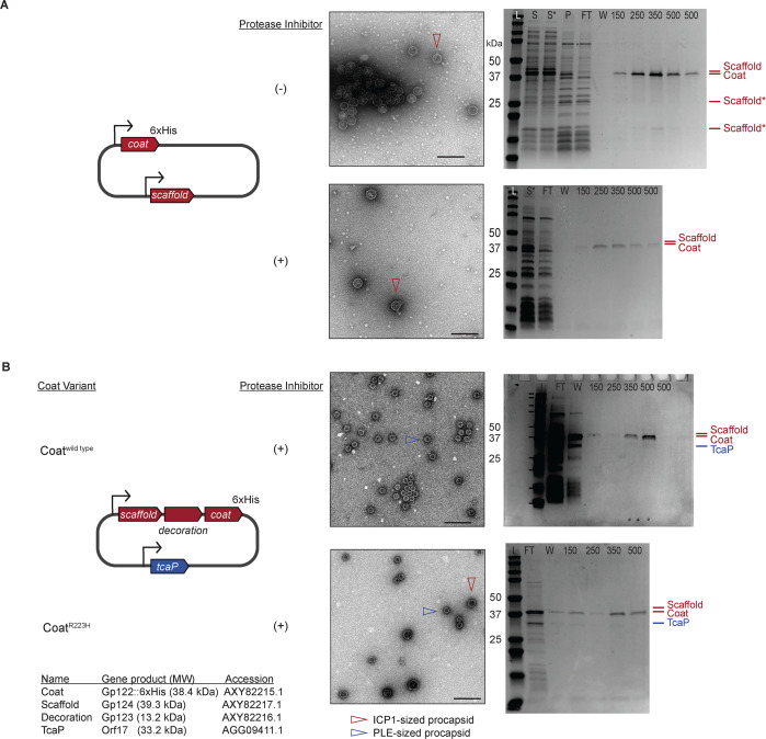 Figure 3—figure supplement 2.