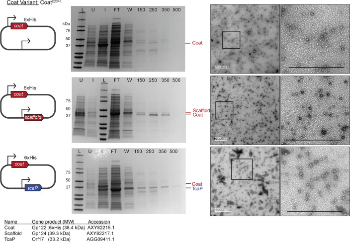 Figure 3—figure supplement 4.