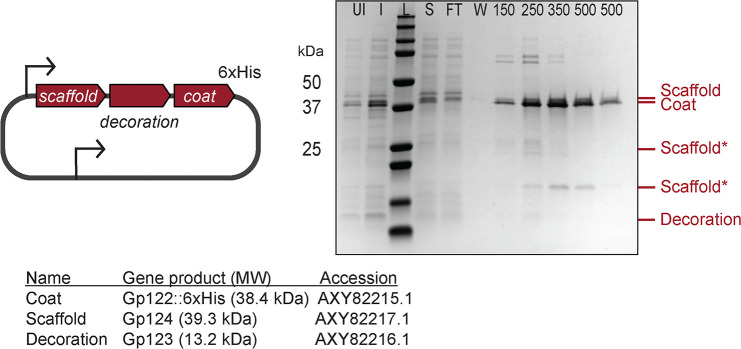 Figure 3—figure supplement 3.