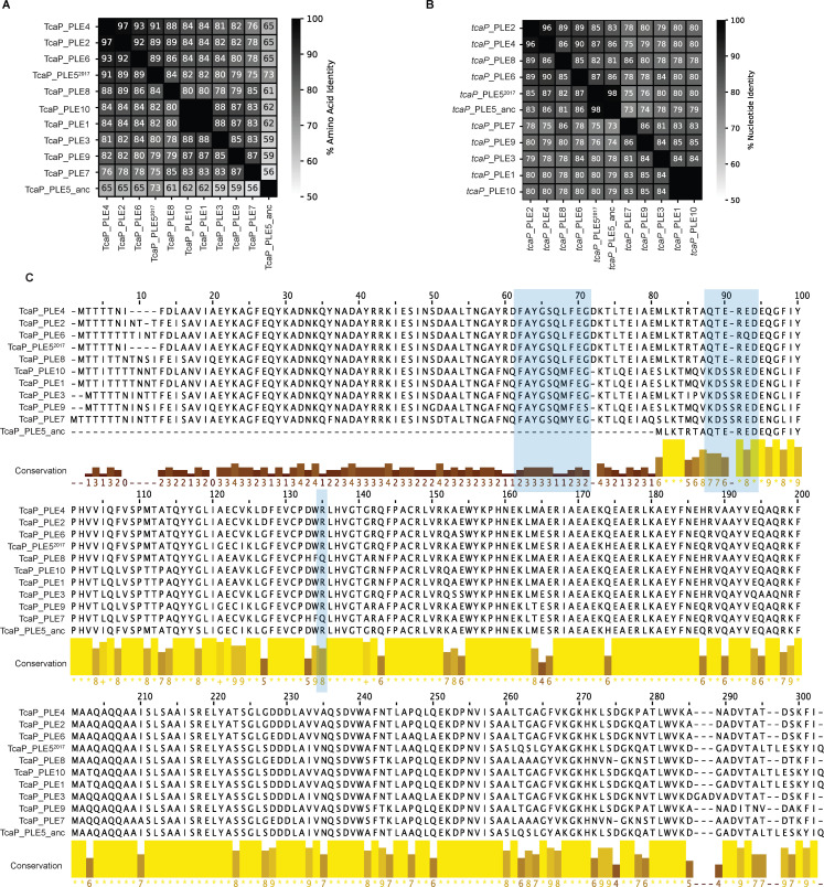 Figure 5—figure supplement 1.