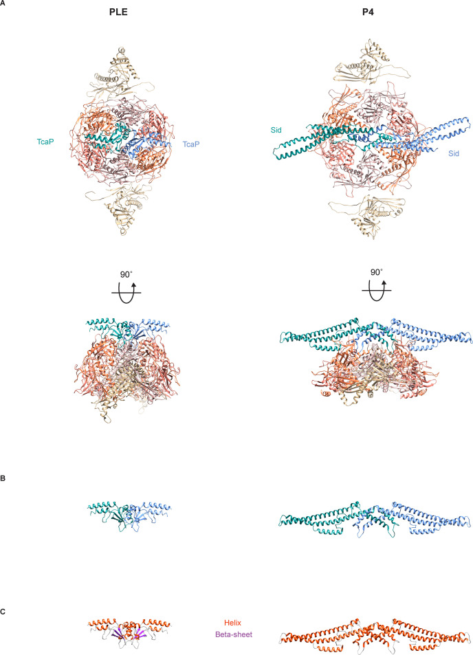 Figure 4—figure supplement 2.