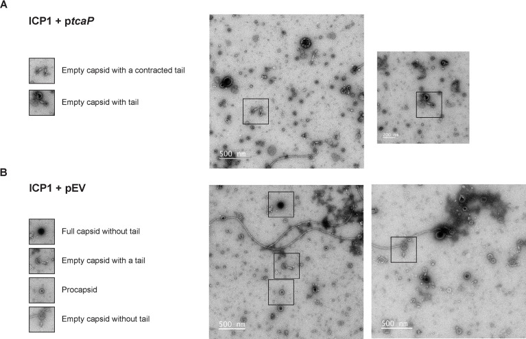 Figure 1—figure supplement 1.